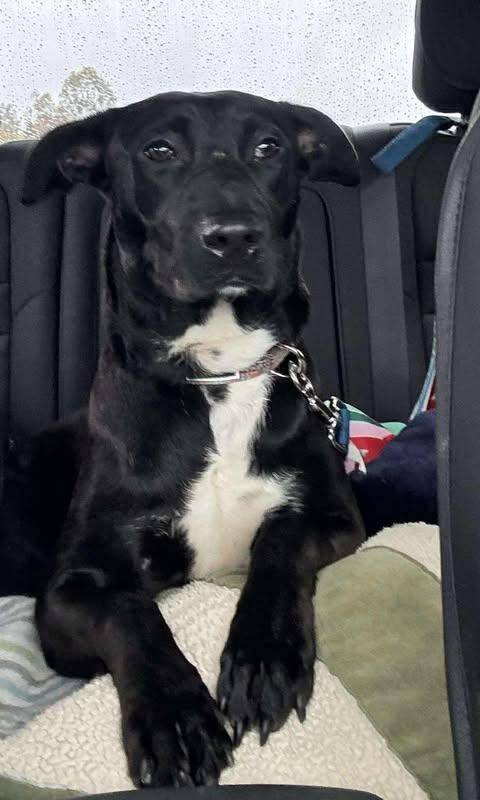 Enlarge Tess, a Adoptable Labrador Retriever in San Diego, CA image 2/3