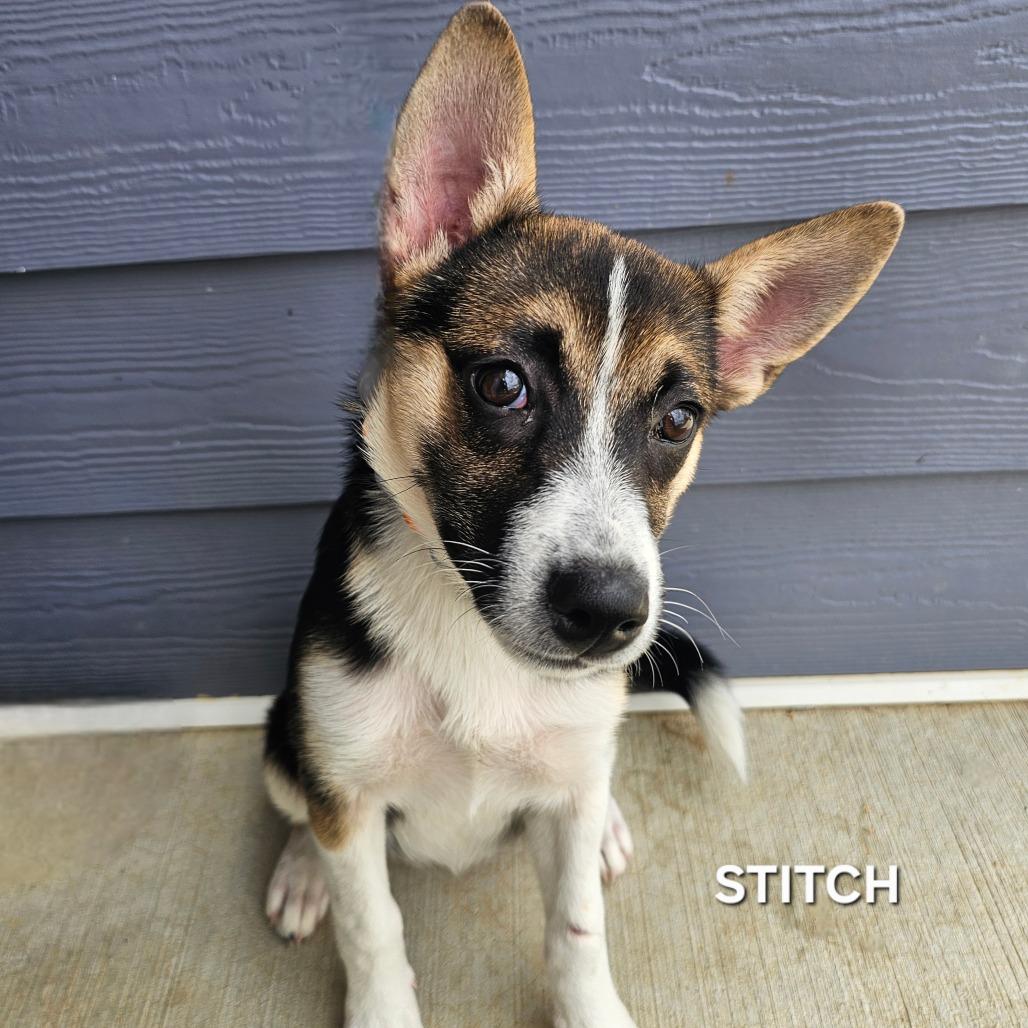 Enlarge Stitch, a Adoptable mixed breed in Madisonville, TN image 1/2