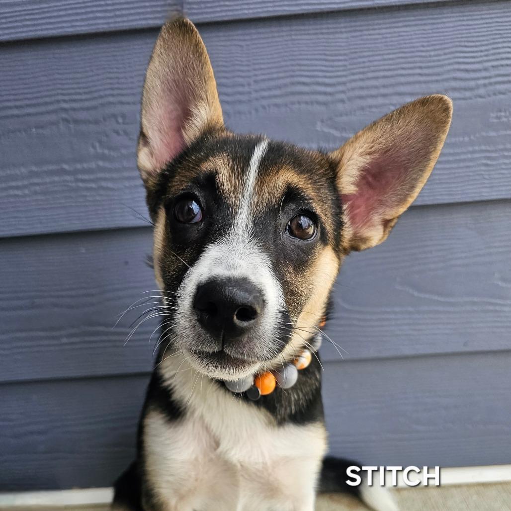 Enlarge Stitch, a Adoptable mixed breed in Madisonville, TN image 2/2