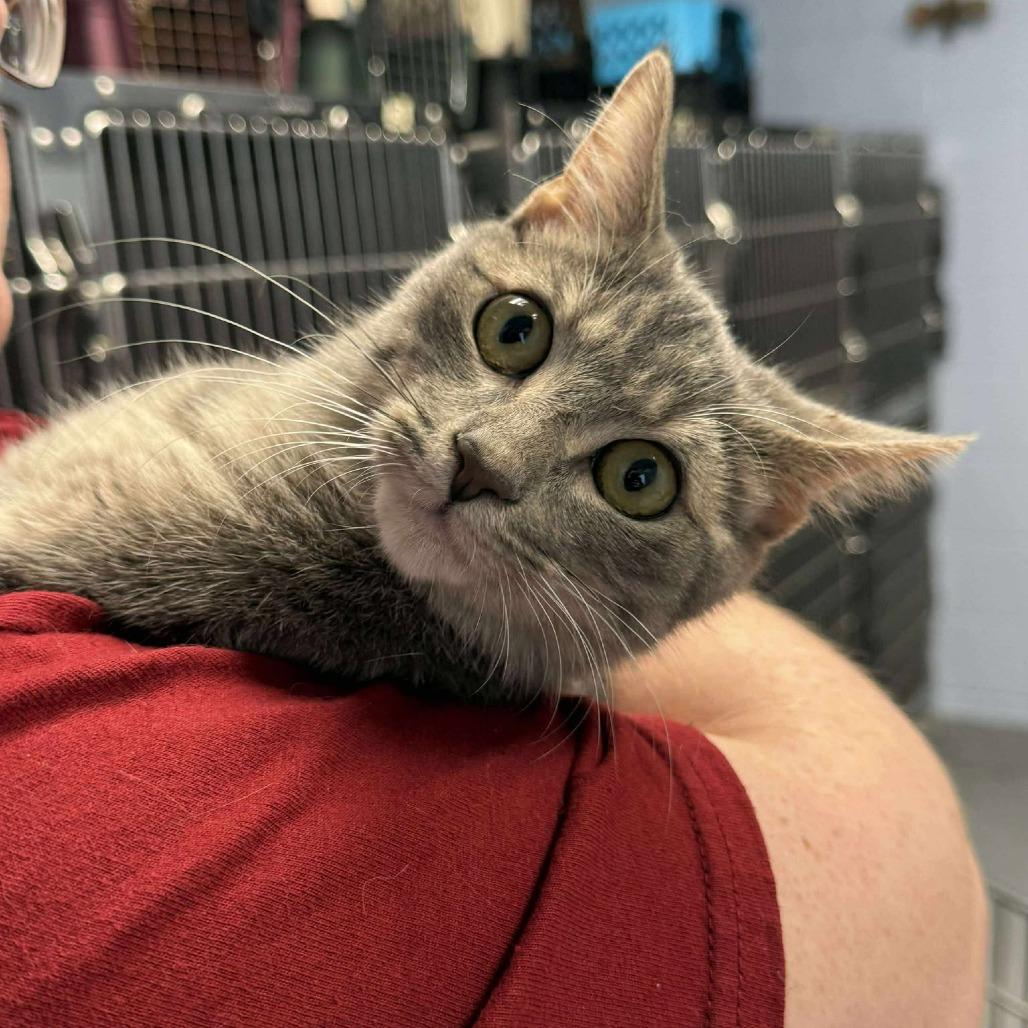 Enlarge Remi, a Adoptable Domestic Short Hair in Martinsville, VA image 1/5