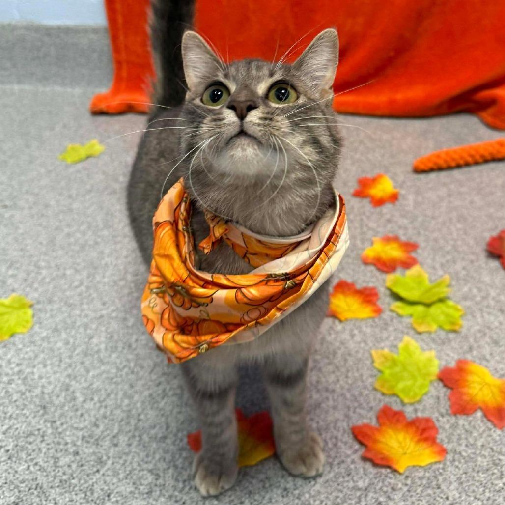 Enlarge Remi, a Adoptable Domestic Short Hair in Martinsville, VA image 3/5