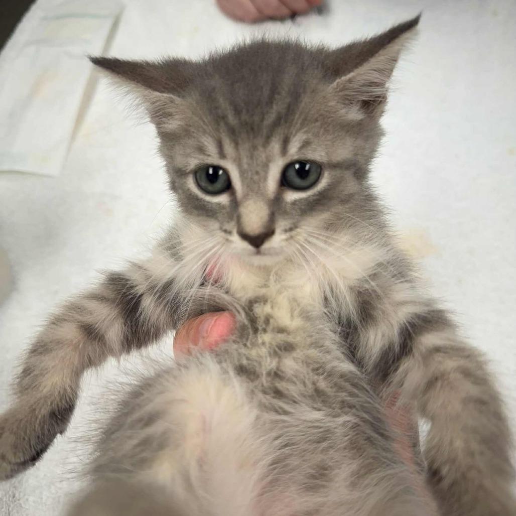 Enlarge Remi, a Adoptable Domestic Short Hair in Martinsville, VA image 4/5