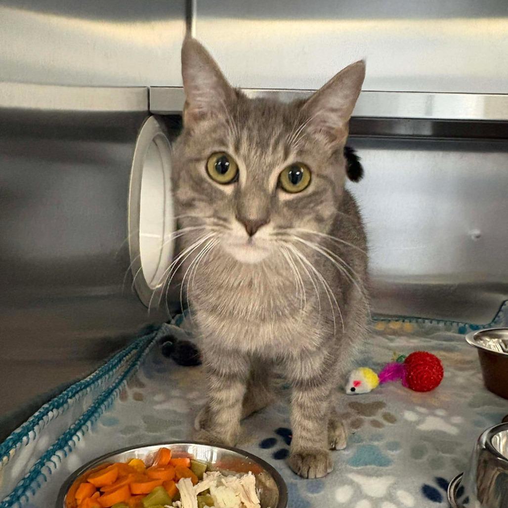 Enlarge Remi, a Adoptable Domestic Short Hair in Martinsville, VA image 5/5