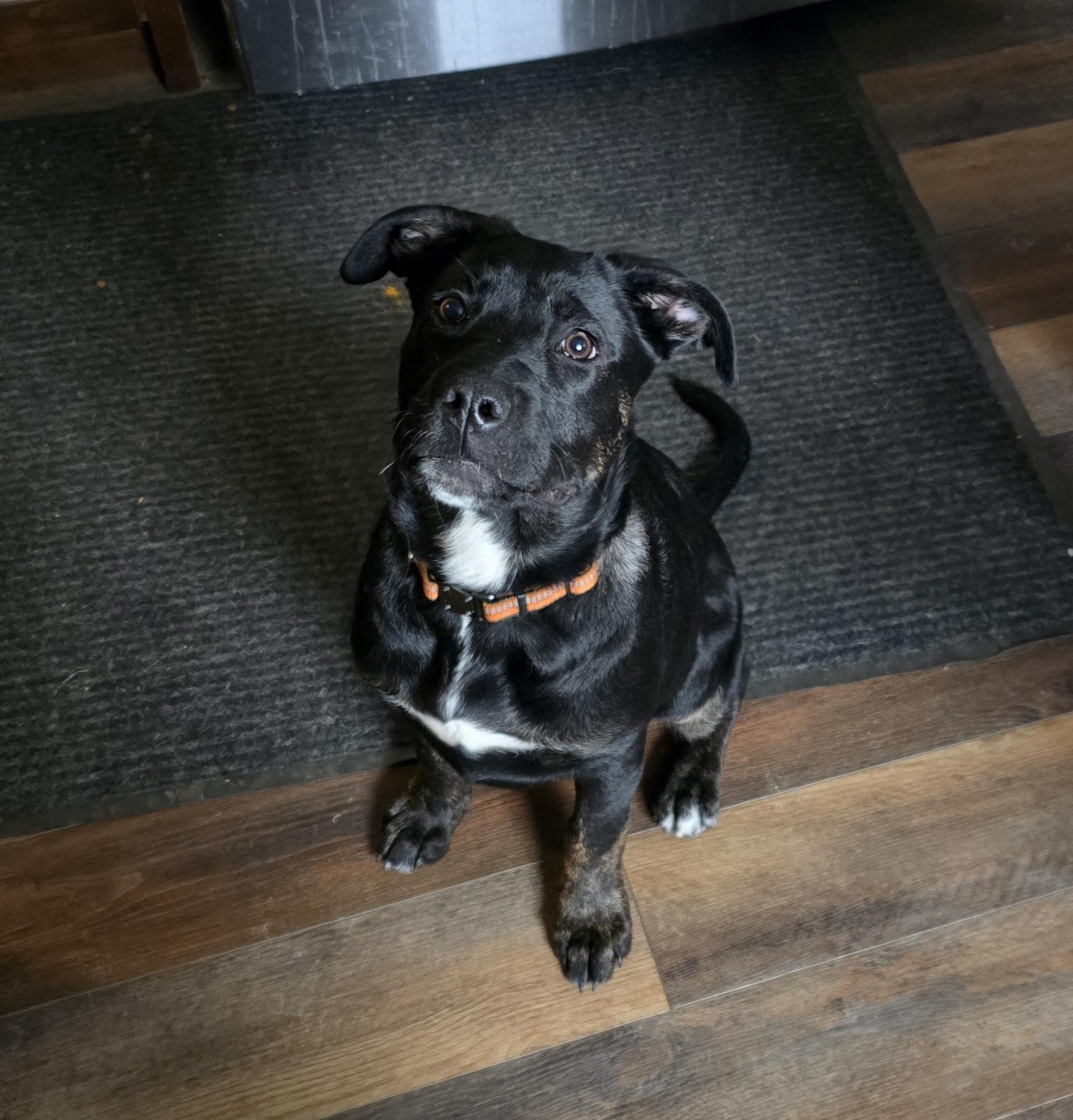 Enlarge Skylar, a ADOPTABLE mixed breed in Parma Heights, OH image 2/5