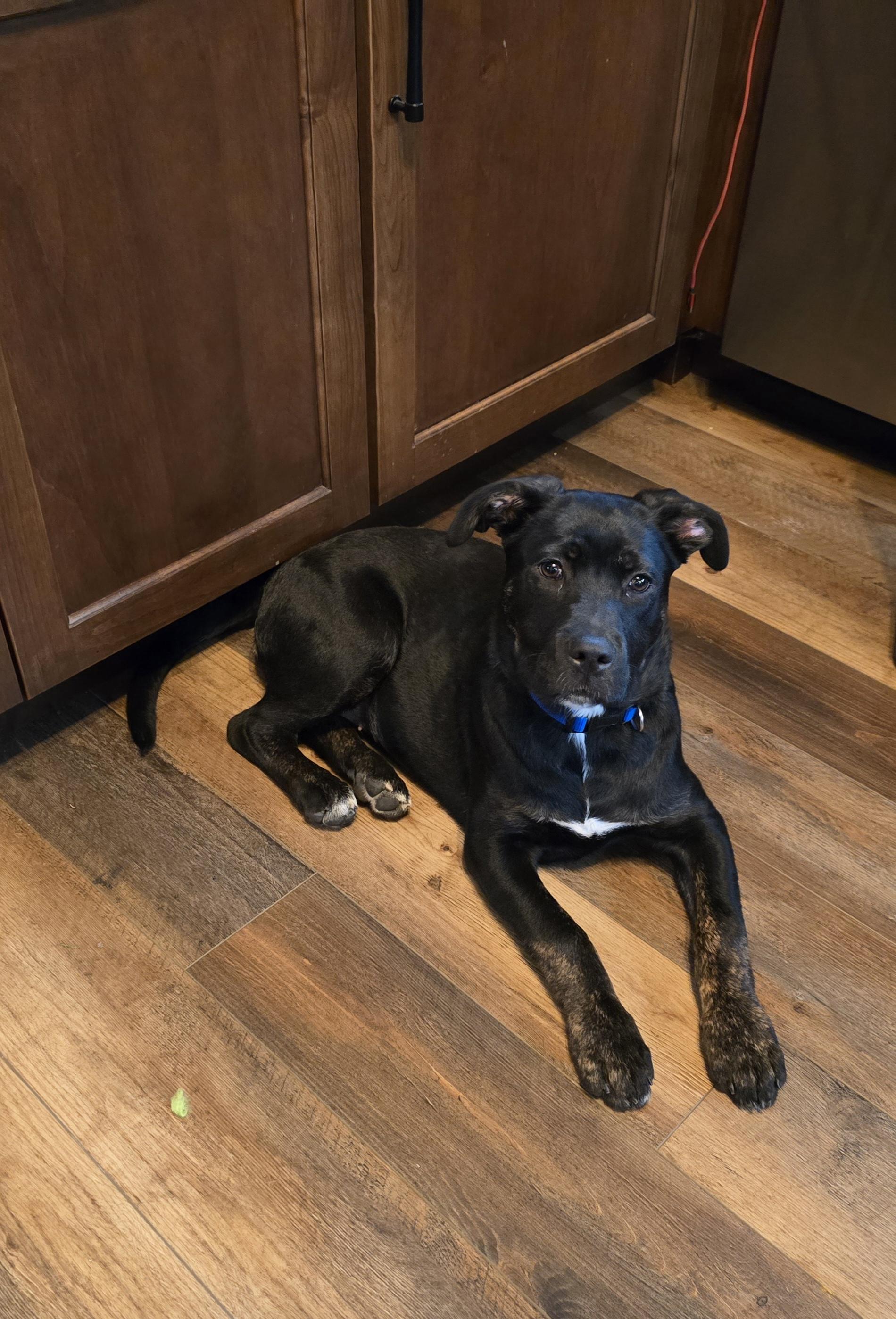 Enlarge Skylar, a ADOPTABLE mixed breed in Parma Heights, OH image 4/5