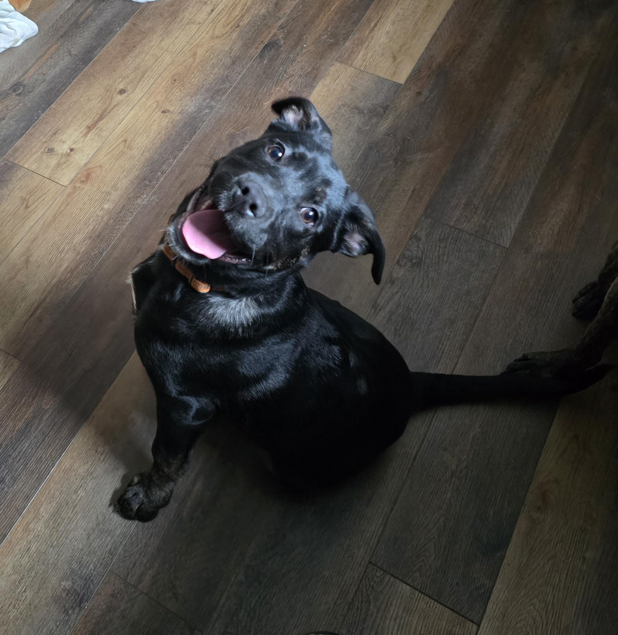 Enlarge Skylar, a ADOPTABLE mixed breed in Parma Heights, OH image 1/5