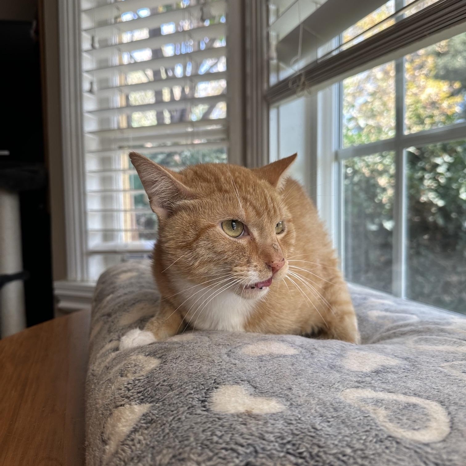 Enlarge George, a ADOPTABLE American Shorthair in North Hollywood, CA image 5/5
