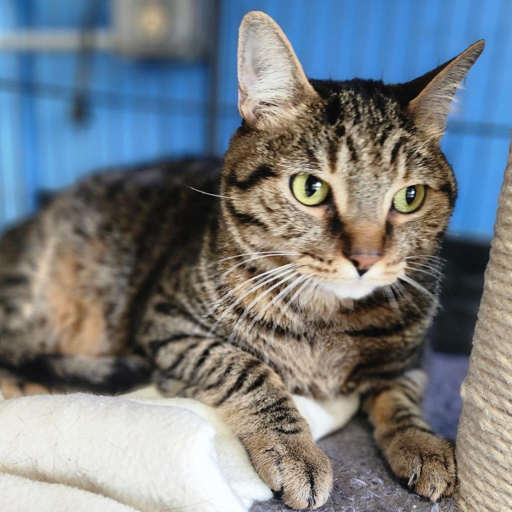 Mister Bill - Chino Hills Location, Adoptable, Adult Male Domestic Short Hair.