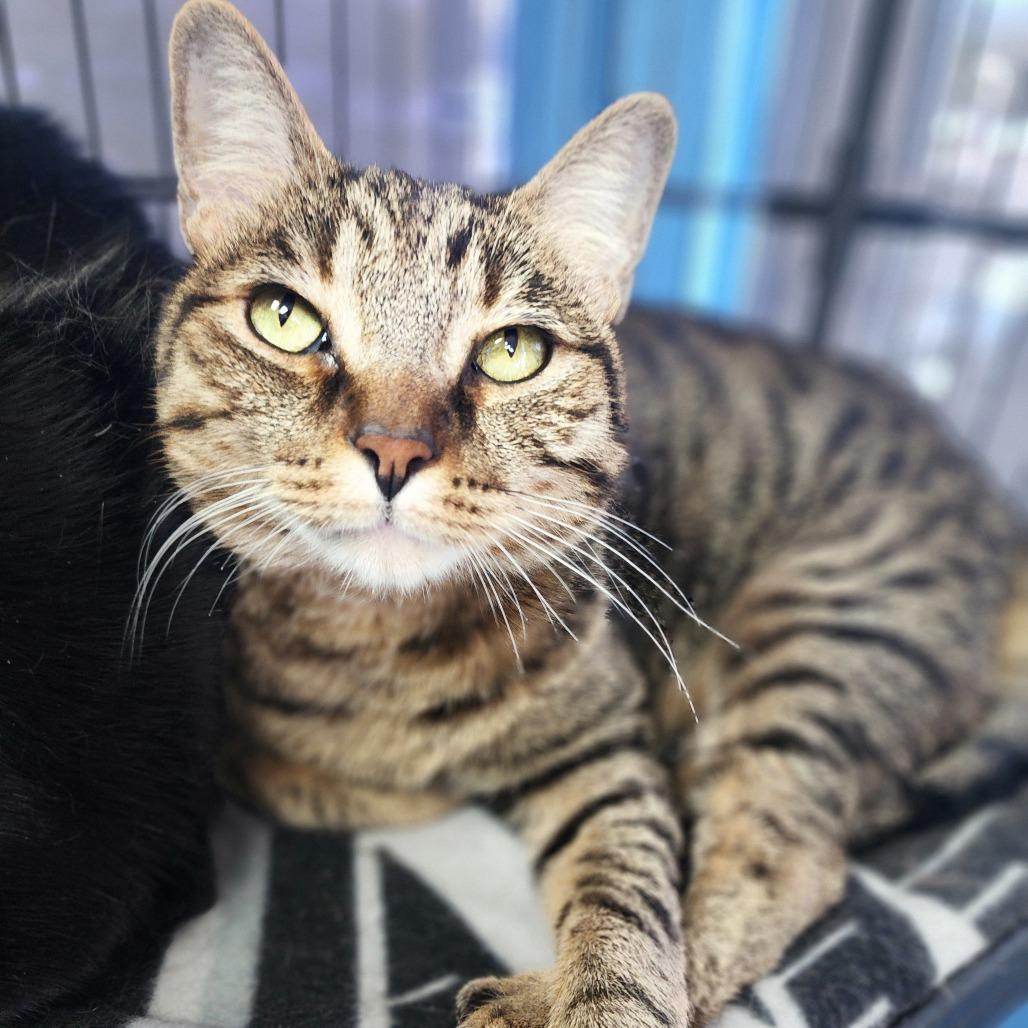 Enlarge Mister Bill - Chino Hills Location, a Adoptable Domestic Short Hair in Chino Hills, CA image 2/6