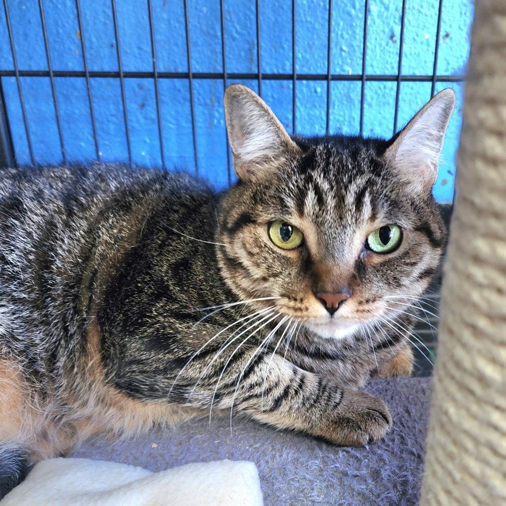 Enlarge Mister Bill - Chino Hills Location, a Adoptable Domestic Short Hair in Chino Hills, CA image 3/6