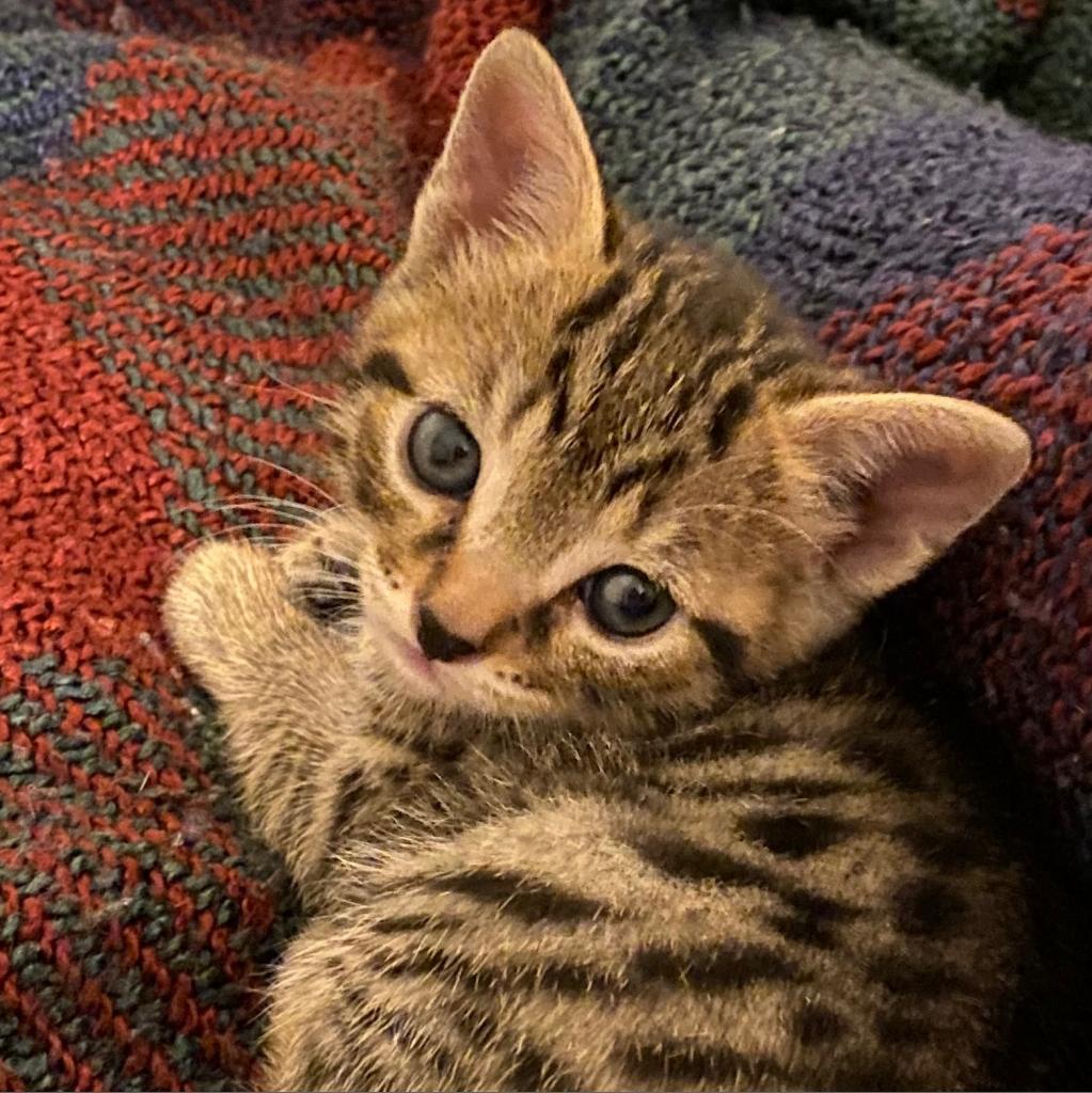 Enlarge Mister Bill - Chino Hills Location, a Adoptable Domestic Short Hair in Chino Hills, CA image 4/6