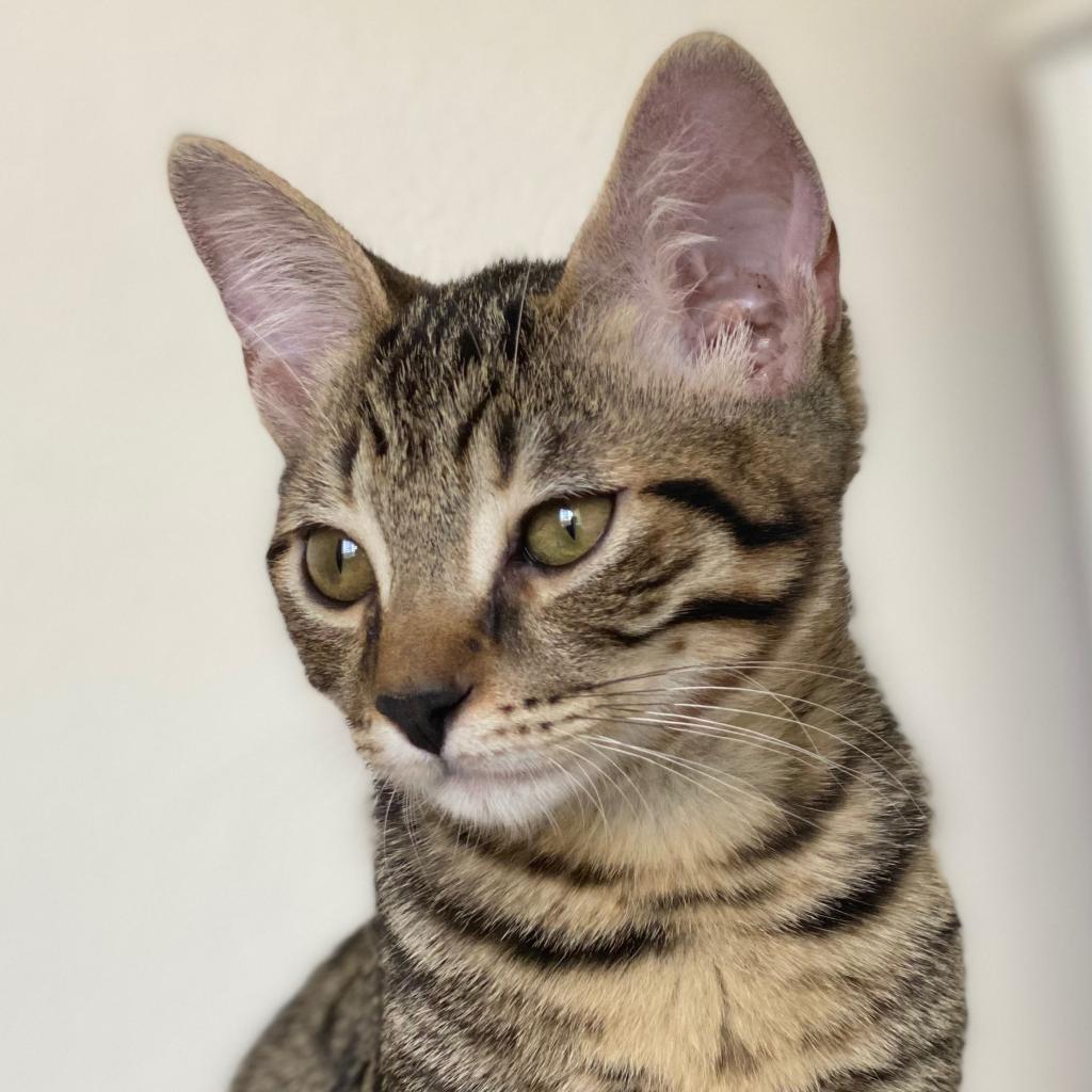 Enlarge Mister Bill - Chino Hills Location, a Adoptable Domestic Short Hair in Chino Hills, CA image 5/6