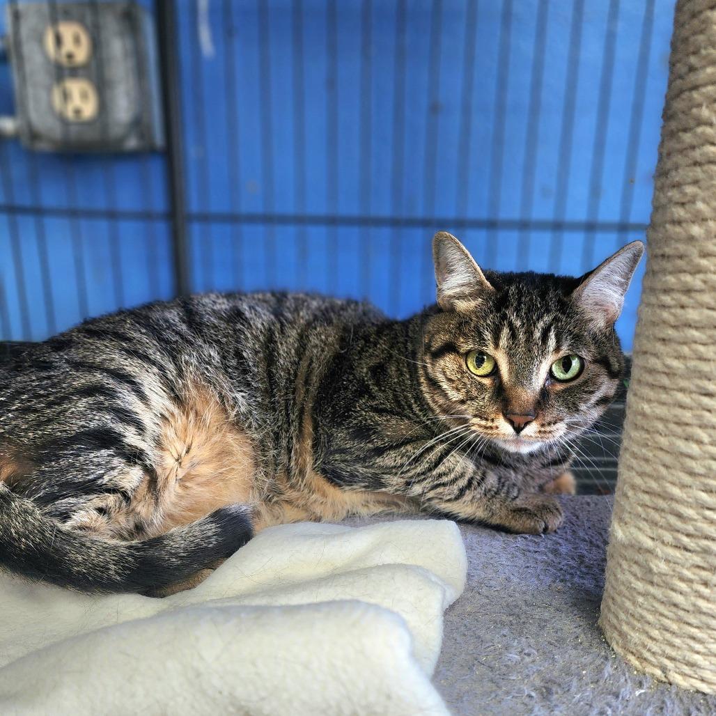 Enlarge Mister Bill - Chino Hills Location, a Adoptable Domestic Short Hair in Chino Hills, CA image 6/6