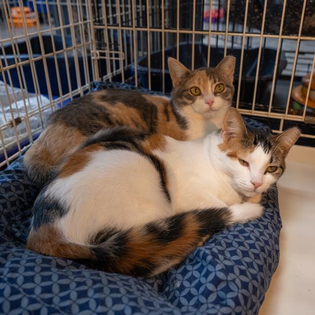 Mopsy — thumbnail 3