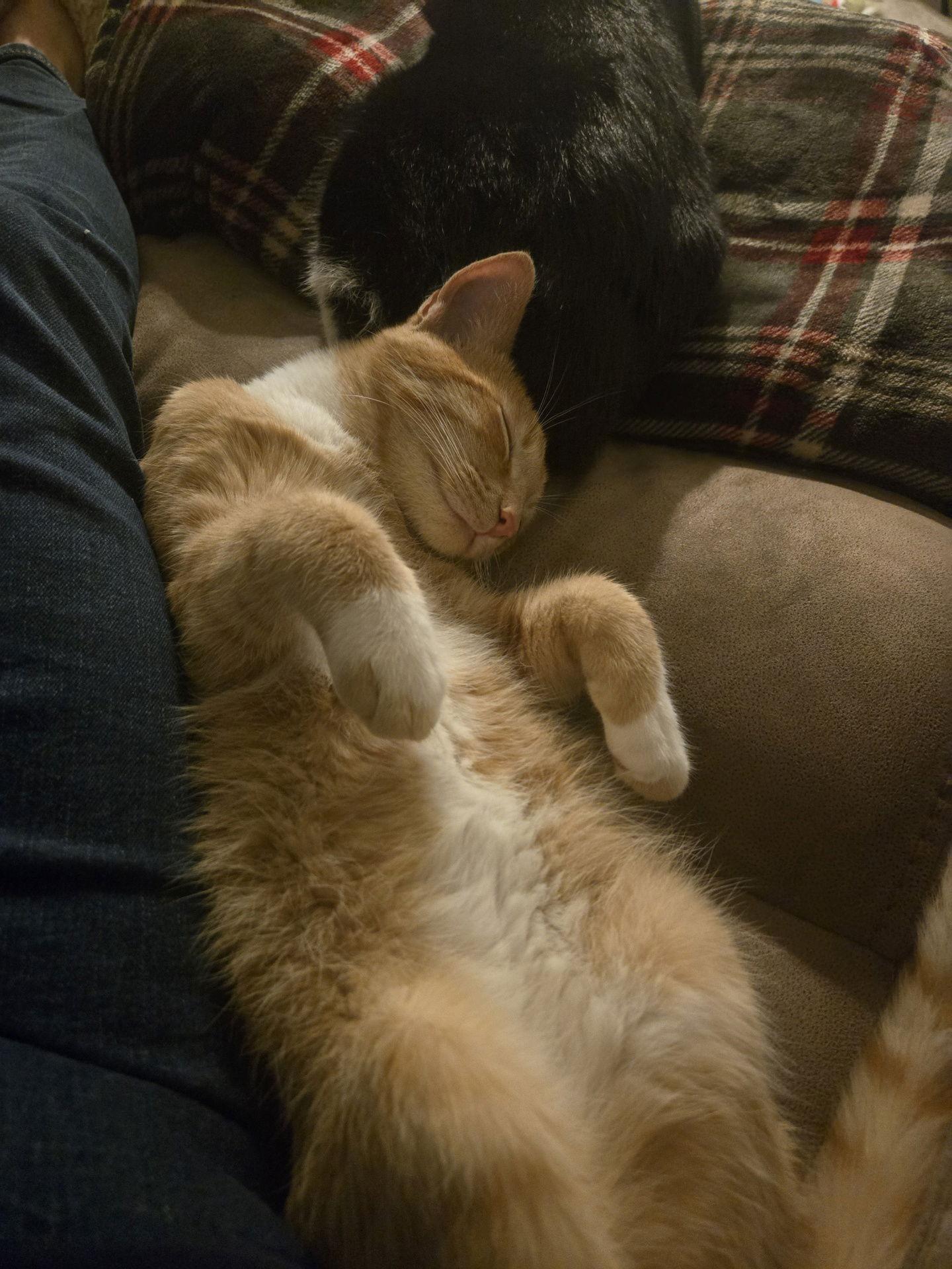 Enlarge Garfield ( Alice), a Adoptable Tabby in Vacaville, CA image 2/3