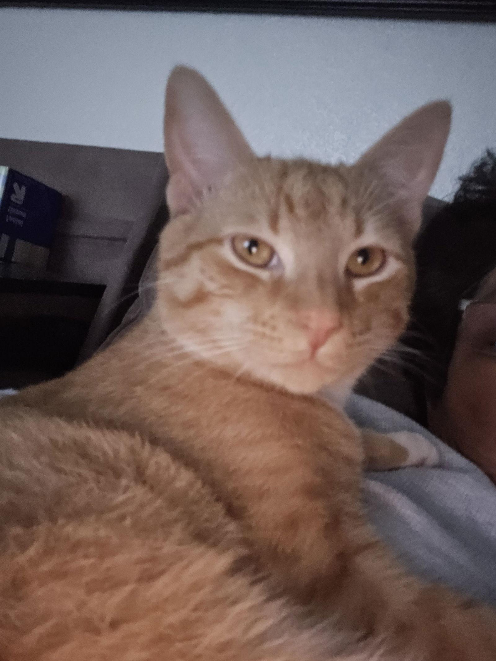 Enlarge Garfield ( Alice), a Adoptable Tabby in Vacaville, CA image 3/3