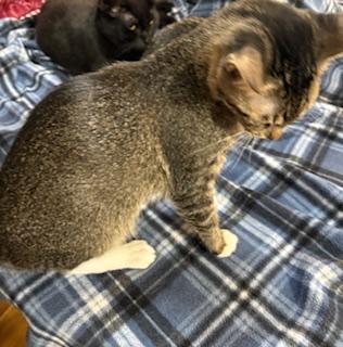 Isabella, adopted, Adult Female Tabby.