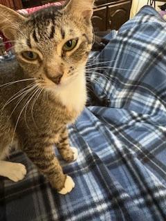 Enlarge Isabella, an adopted Tabby in Mesquite, TX image 2/5