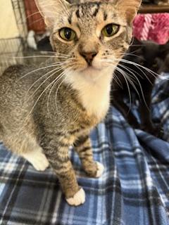 Enlarge Isabella, an adopted Tabby in Mesquite, TX image 3/5