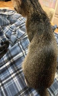 Enlarge Isabella, an adopted Tabby in Mesquite, TX image 4/5