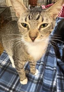 Enlarge Isabella, an adopted Tabby in Mesquite, TX image 5/5