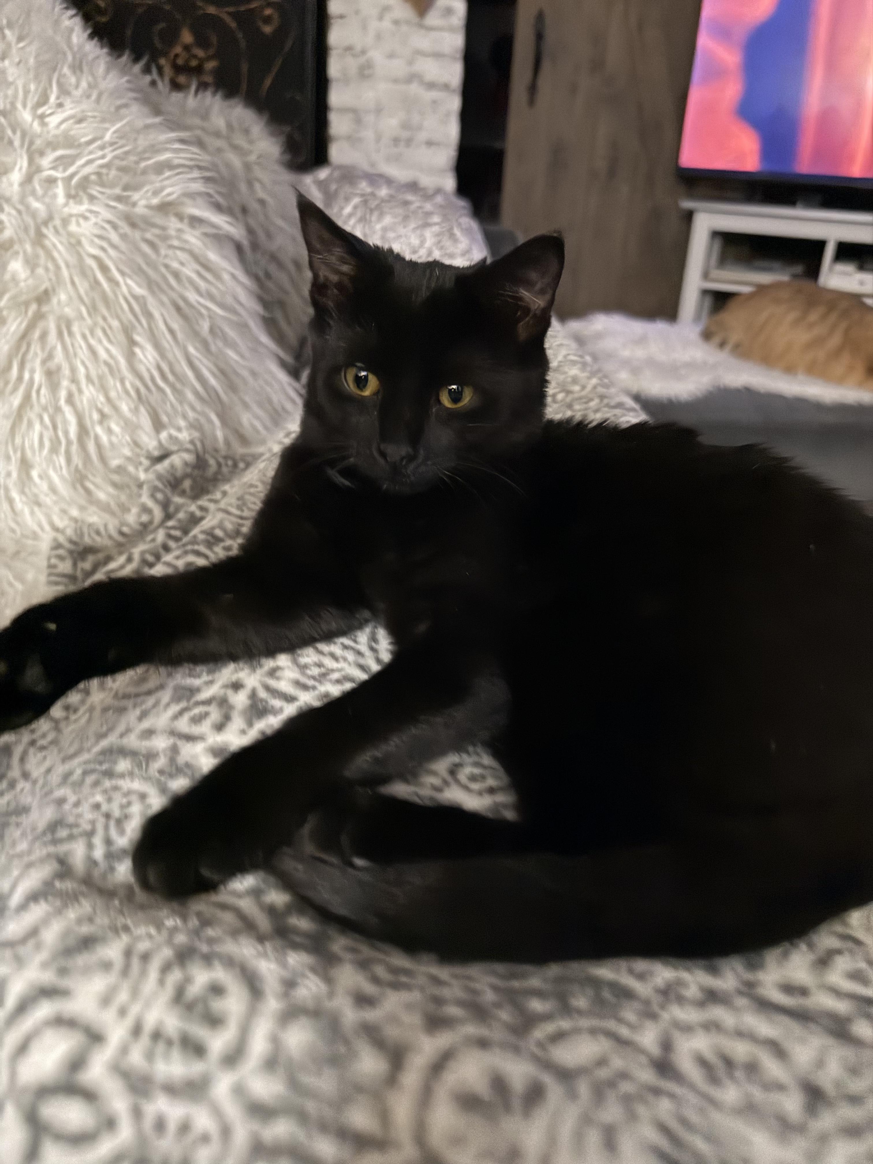 Enlarge Vivien , an adopted Domestic Short Hair in Mechanicsburg, PA image 1/3