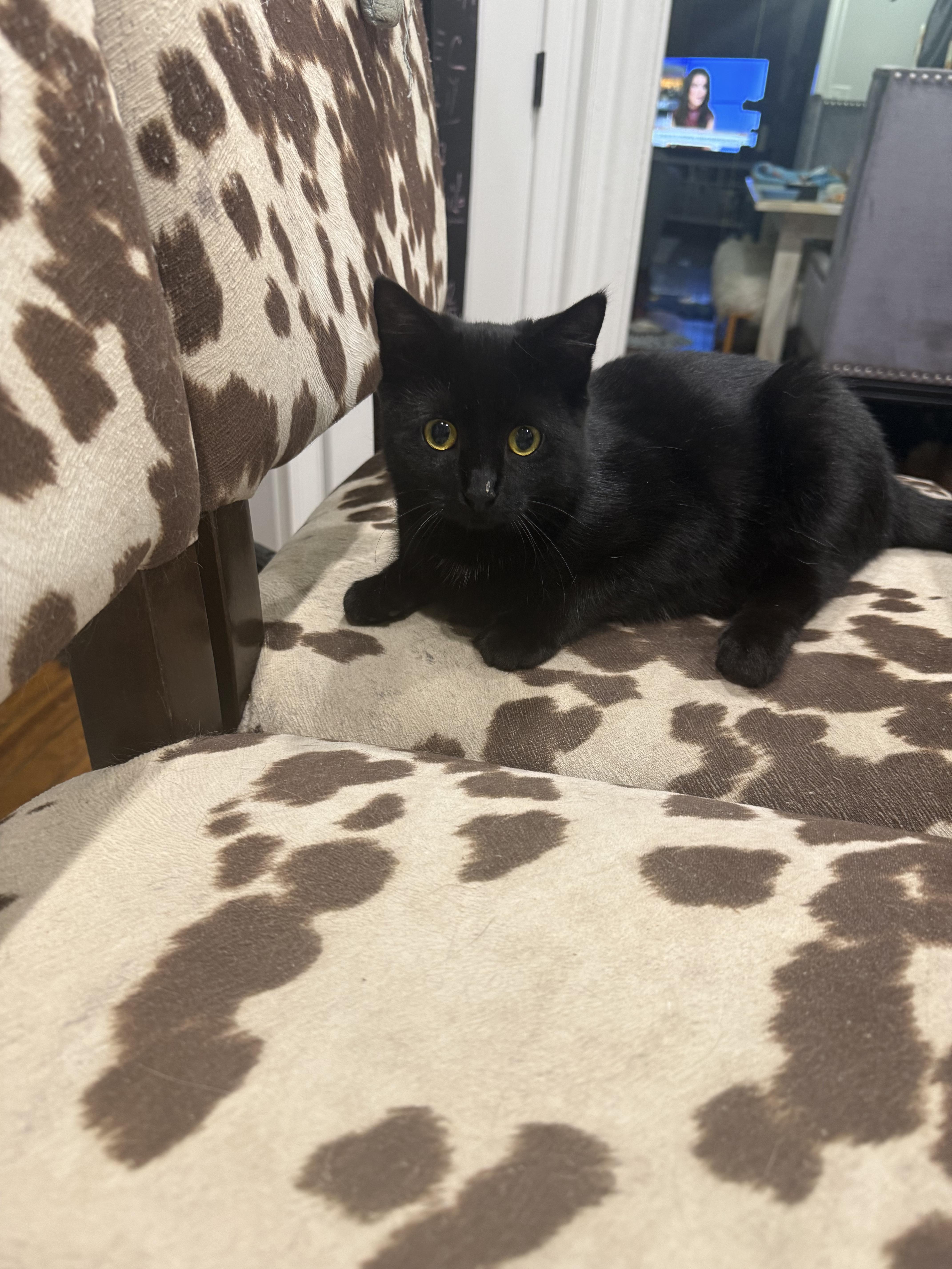 Enlarge Vivien , an adopted Domestic Short Hair in Mechanicsburg, PA image 3/3