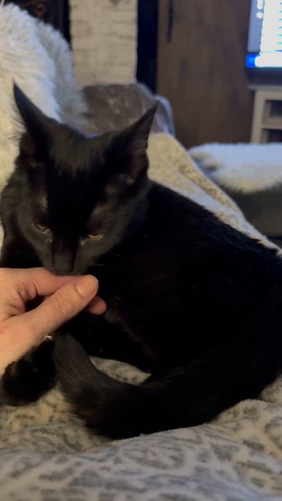 Enlarge Vivien , an adopted Domestic Short Hair in Mechanicsburg, PA video 2/3