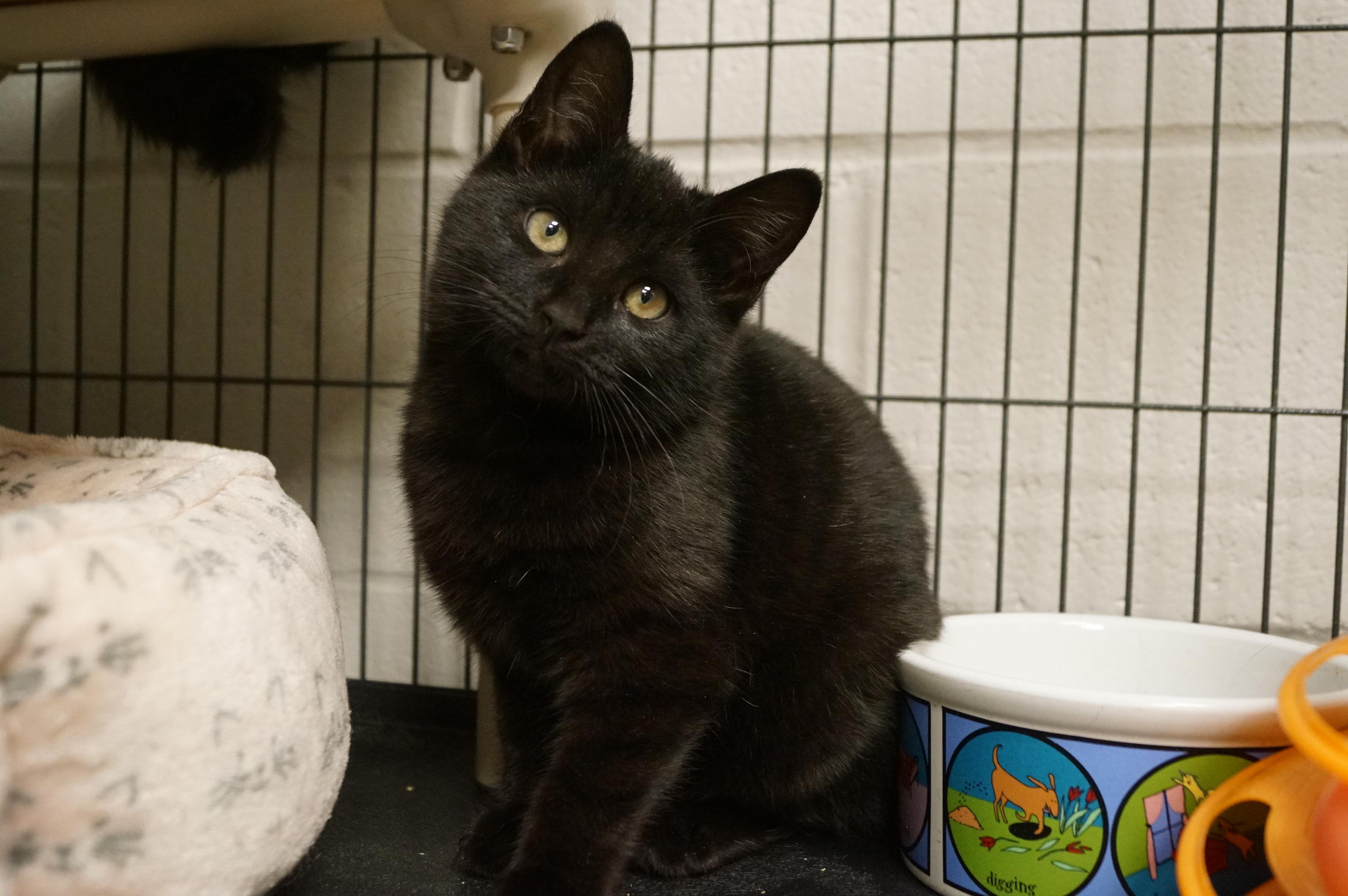 Enlarge Kitten 2517B, an adopted Domestic Short Hair in New Milford, CT image 5/6