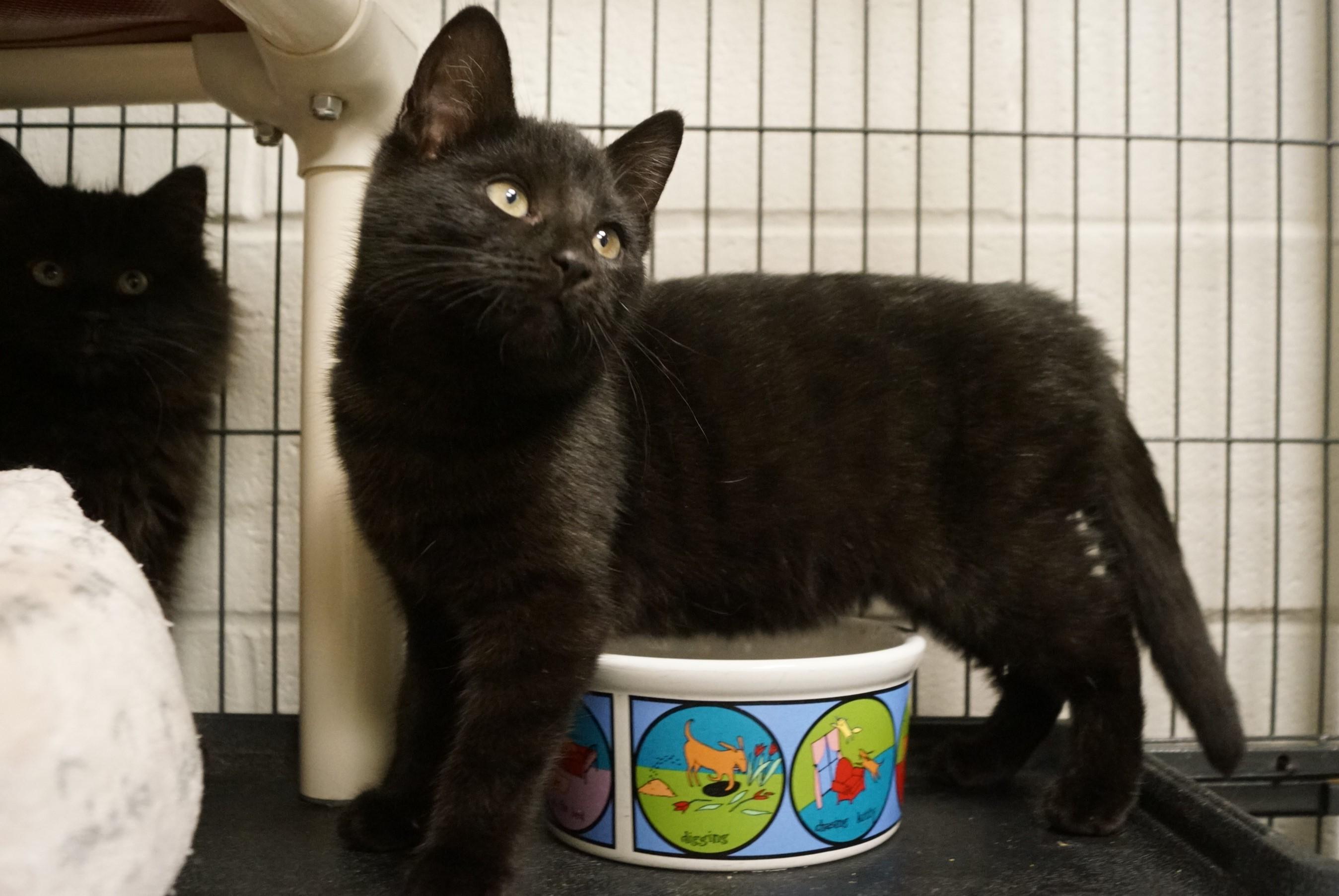 Enlarge Kitten 2517B, an adopted Domestic Short Hair in New Milford, CT image 3/6