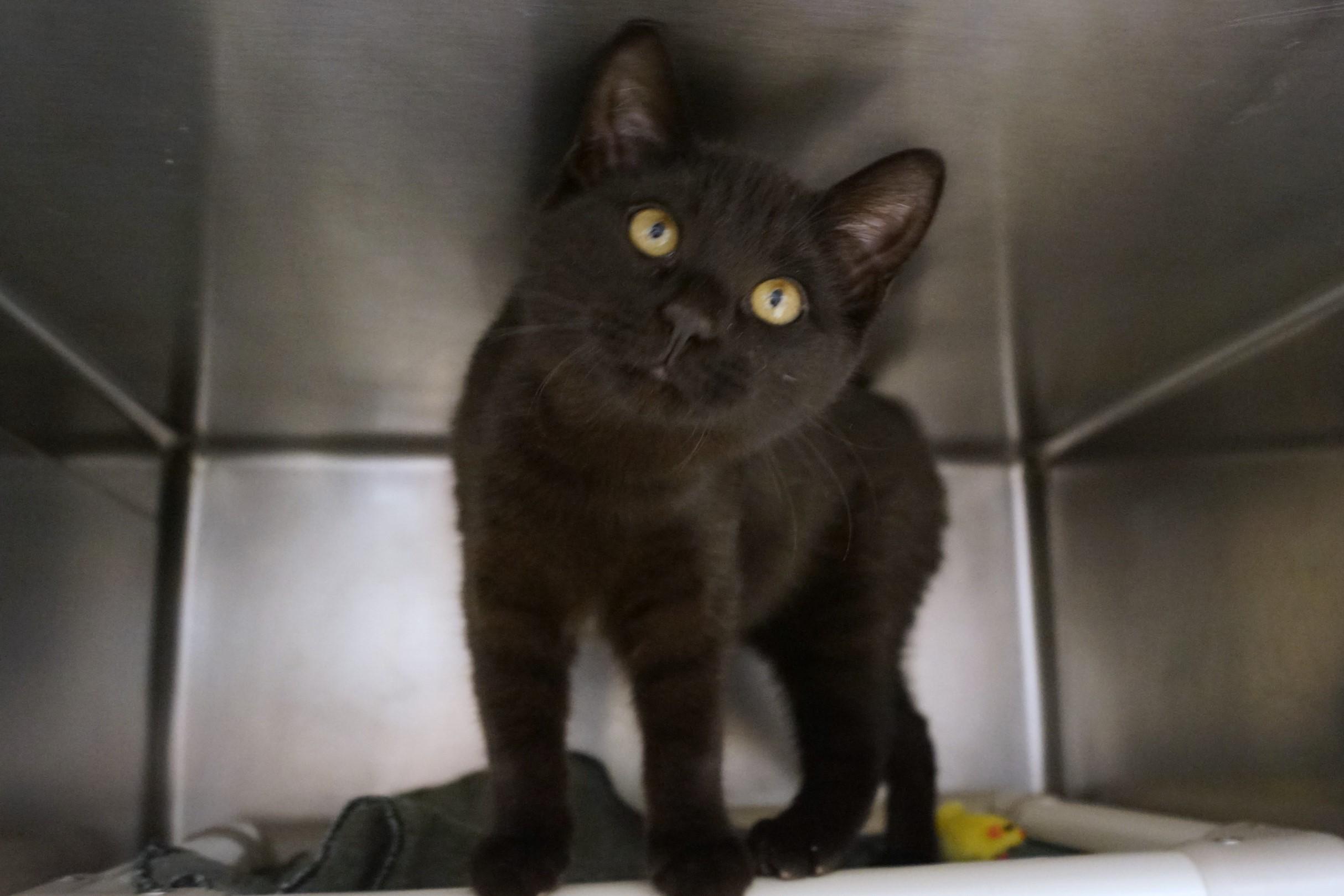 Enlarge Kitten 2517B, an adopted Domestic Short Hair in New Milford, CT image 1/6