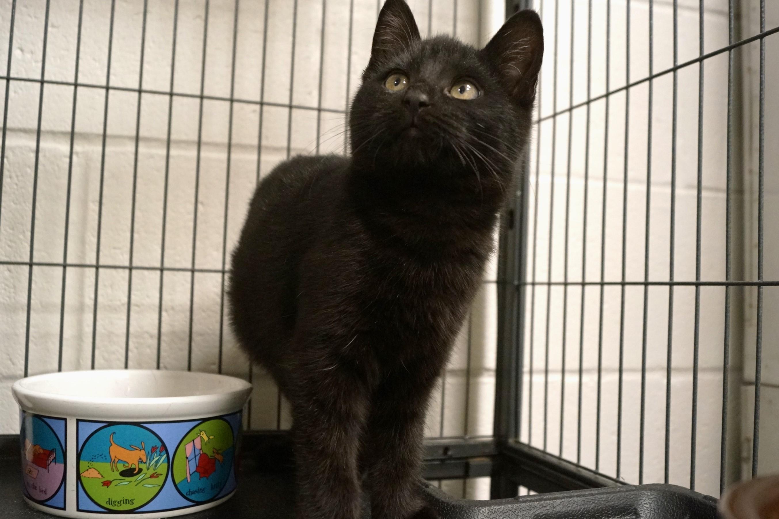 Enlarge Kitten 2517B, an adopted Domestic Short Hair in New Milford, CT image 6/6