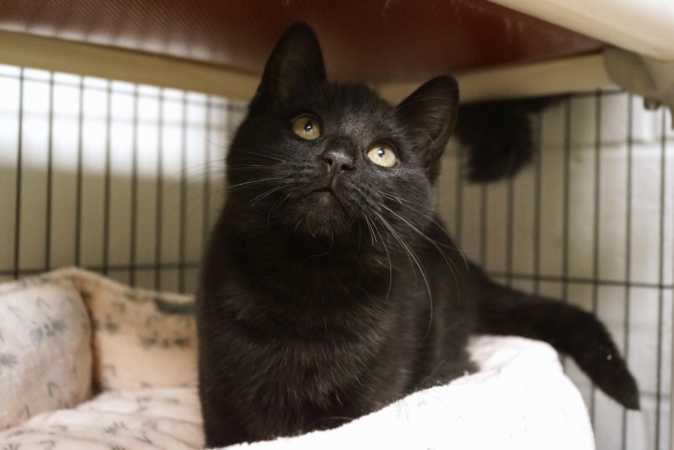 Enlarge Kitten 2517B, an adopted Domestic Short Hair in New Milford, CT image 4/6