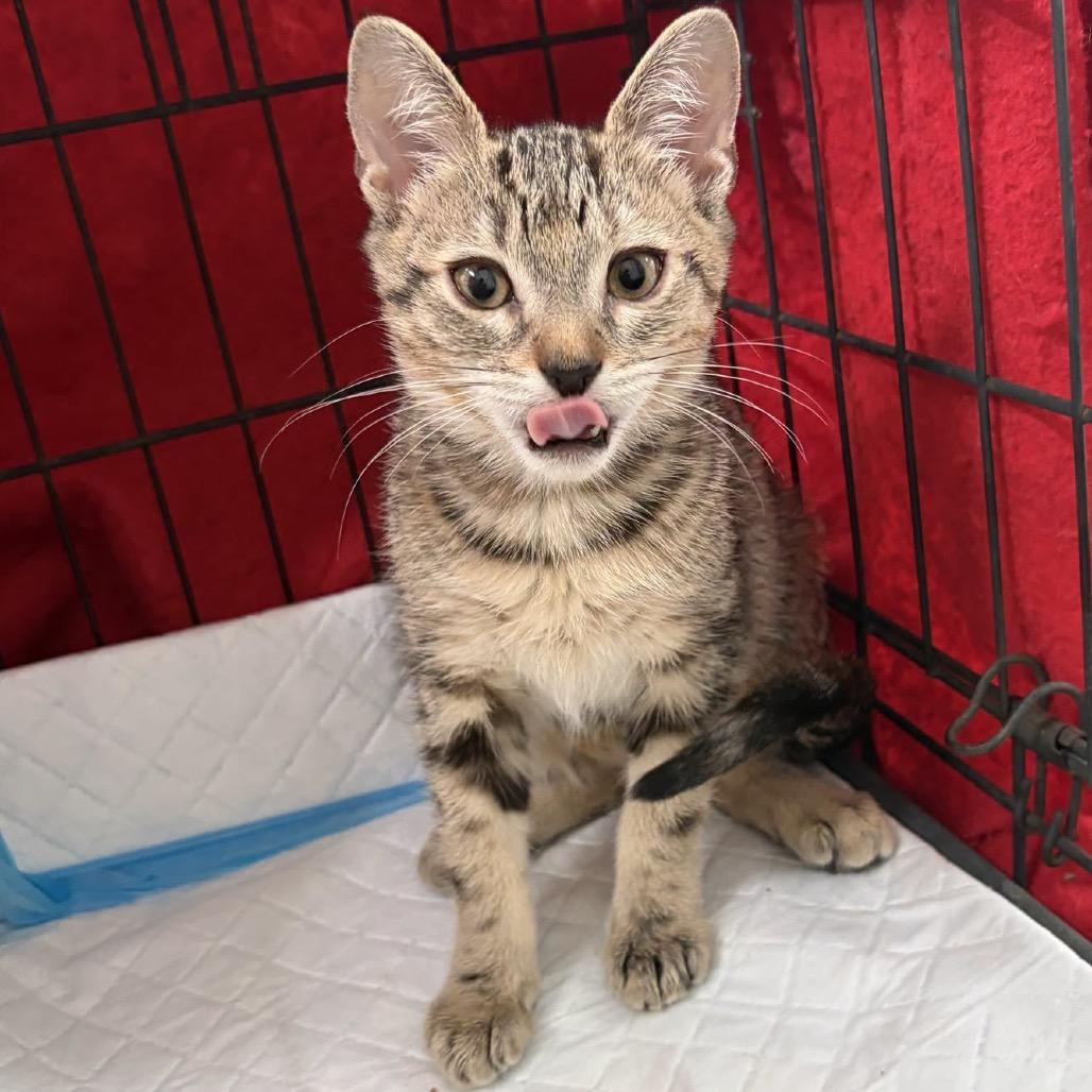 Enlarge Olive, a Adoptable Domestic Short Hair in Orangevale, CA image 1/1
