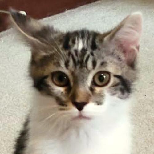 Dexter, Baby Male Domestic Short Hair