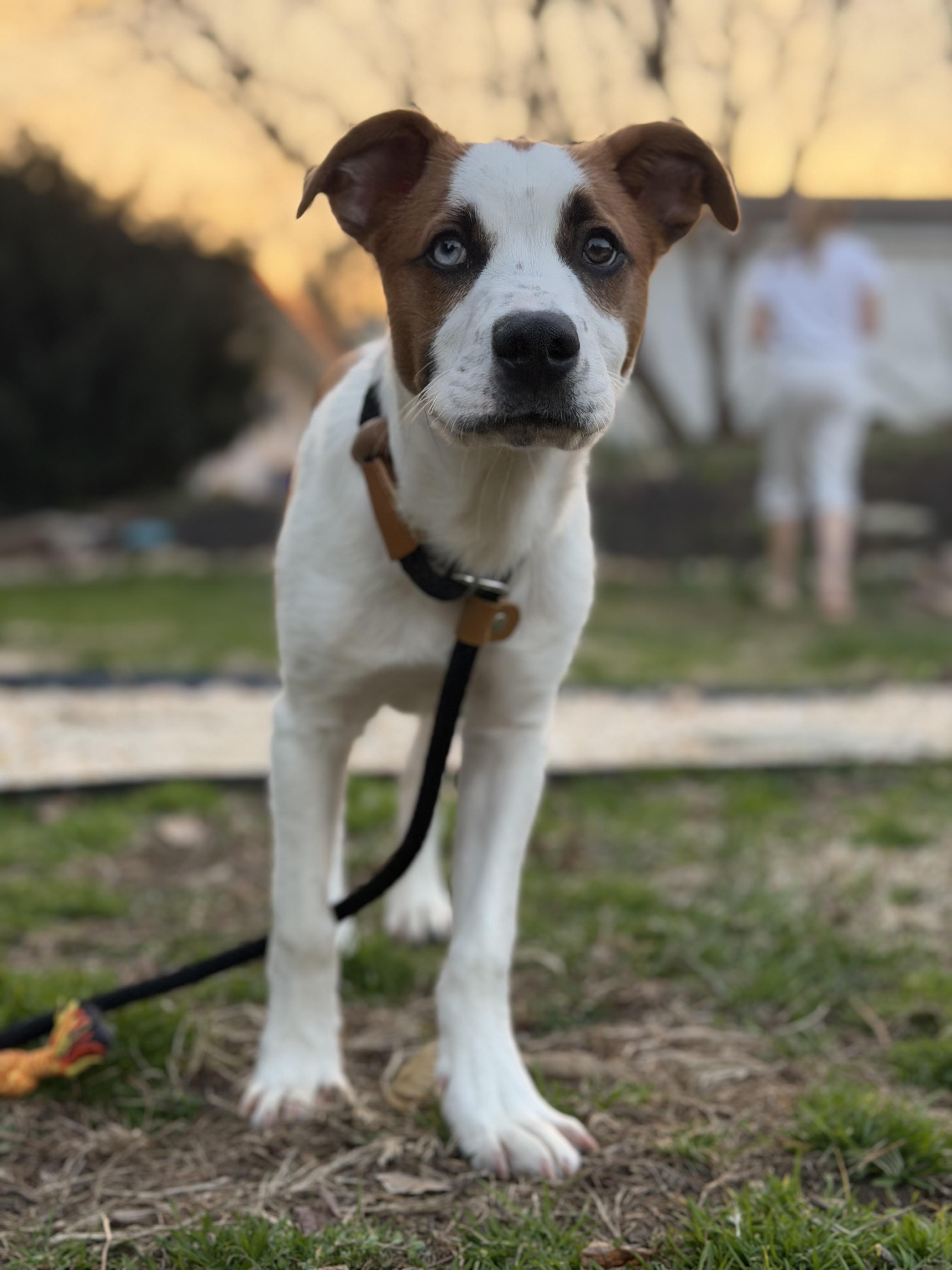 Enlarge Ranger, a ADOPTABLE mixed breed in HONEY BROOK, PA image 1/6