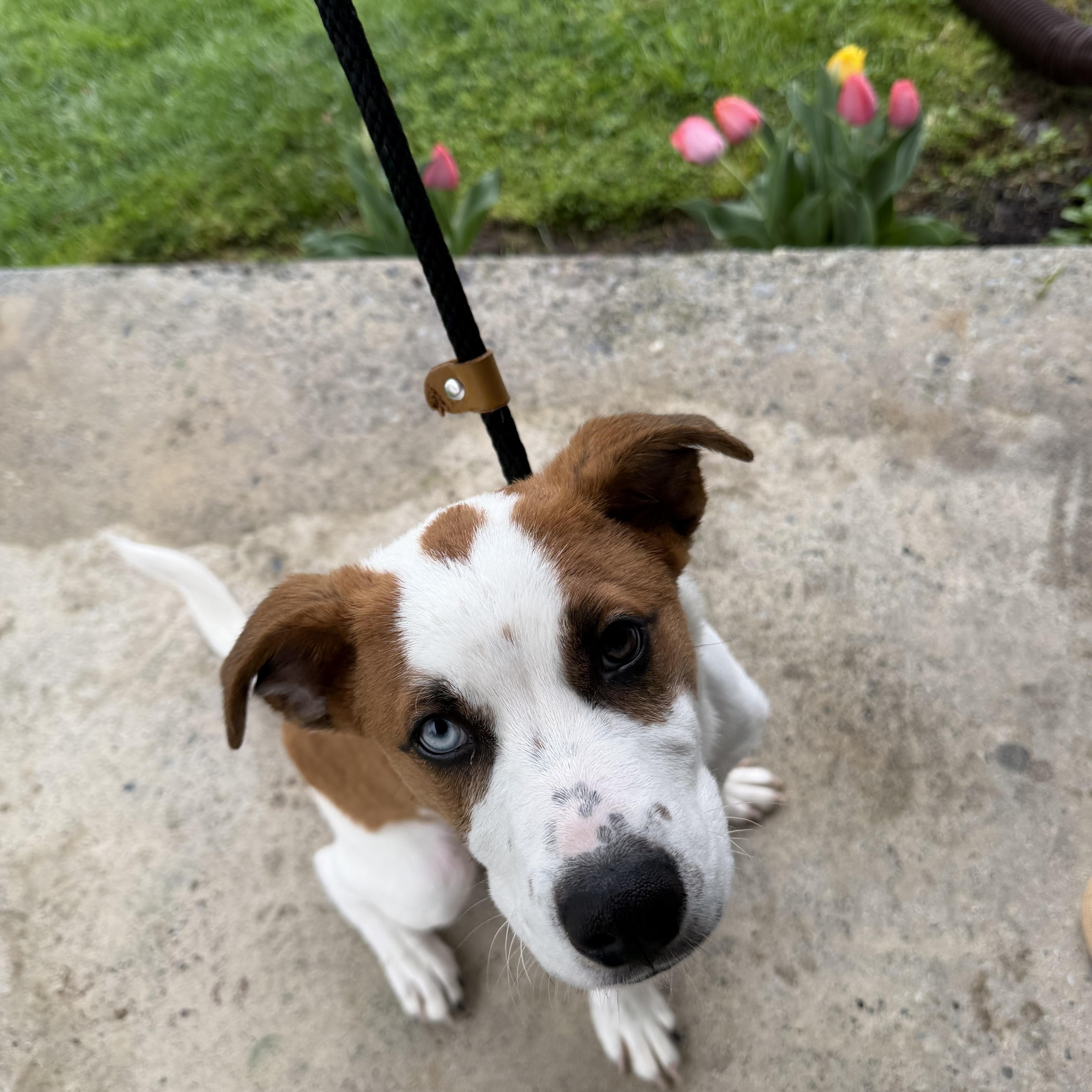 Enlarge Ranger, a ADOPTABLE mixed breed in HONEY BROOK, PA image 6/6