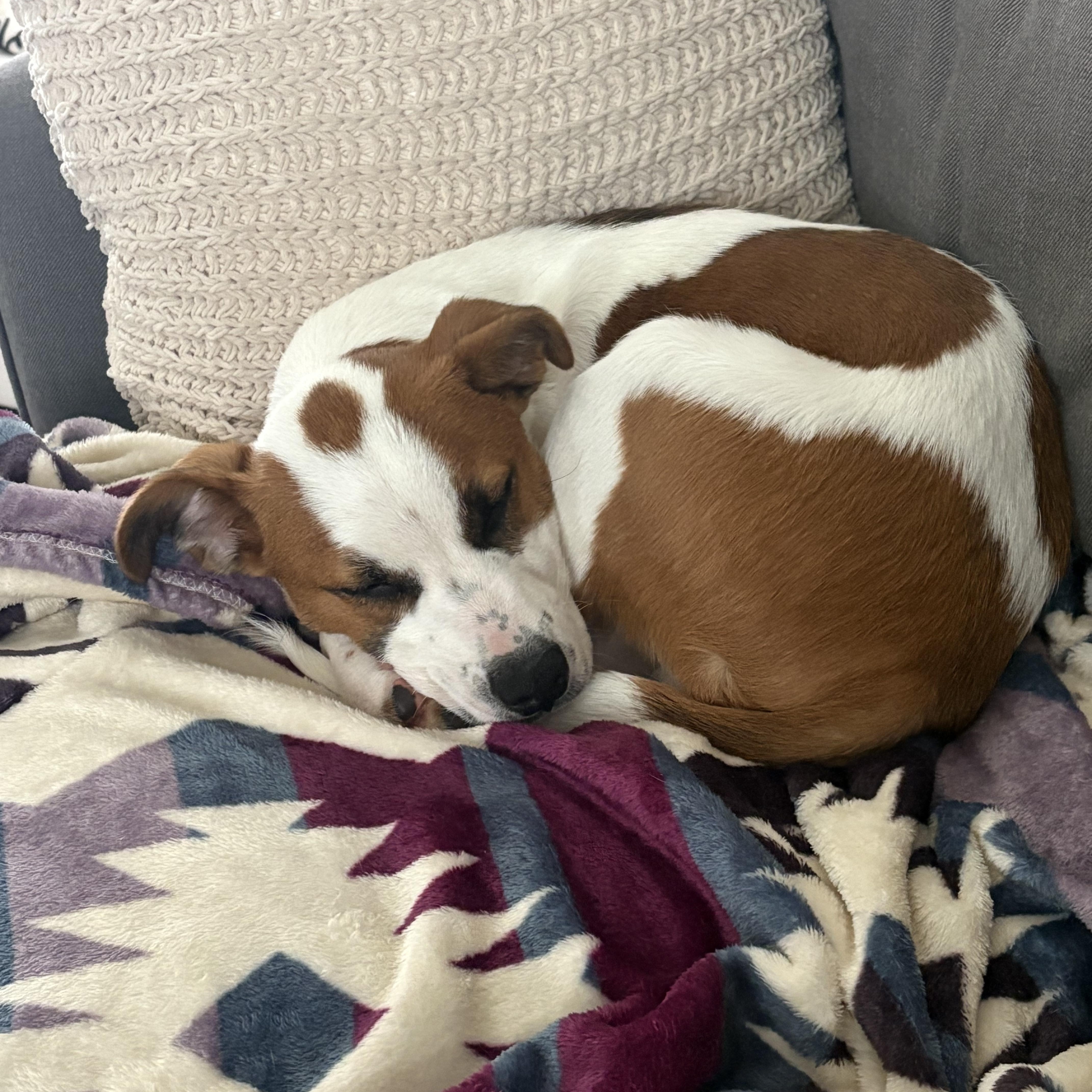 Enlarge Ranger, a ADOPTABLE mixed breed in HONEY BROOK, PA image 3/6