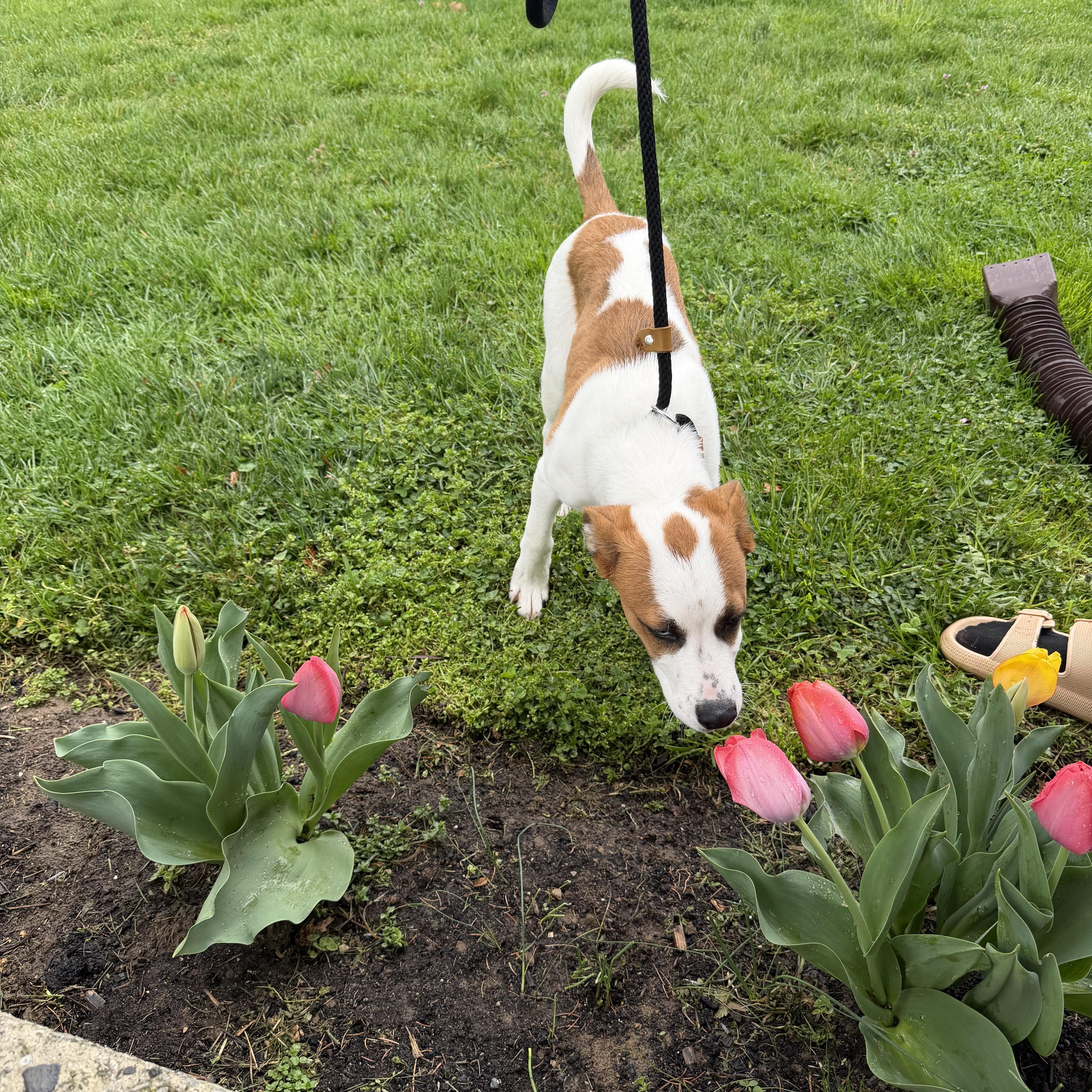 Enlarge Ranger, a ADOPTABLE mixed breed in HONEY BROOK, PA image 1/6