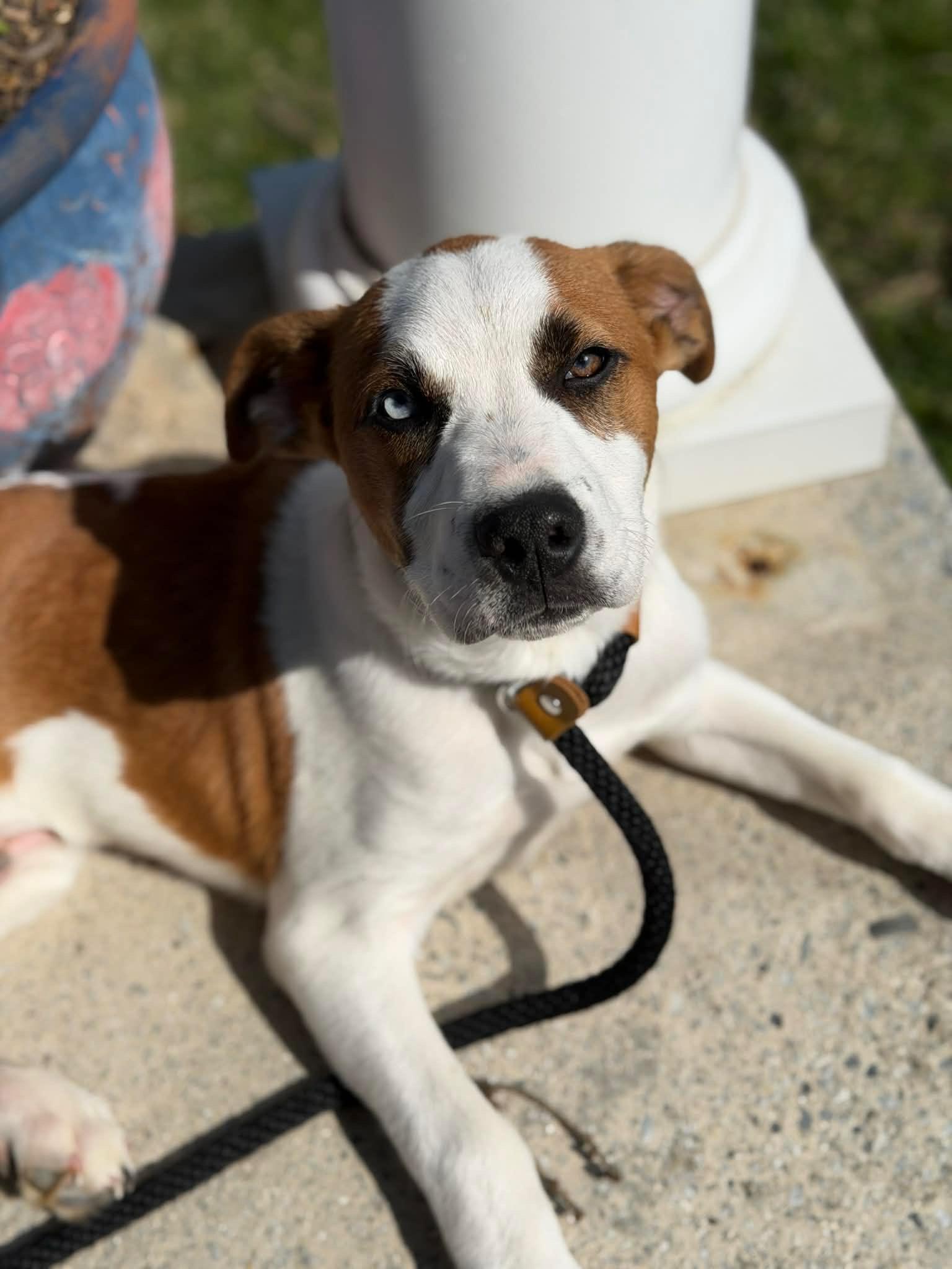 Enlarge Ranger, a ADOPTABLE mixed breed in HONEY BROOK, PA image 2/6