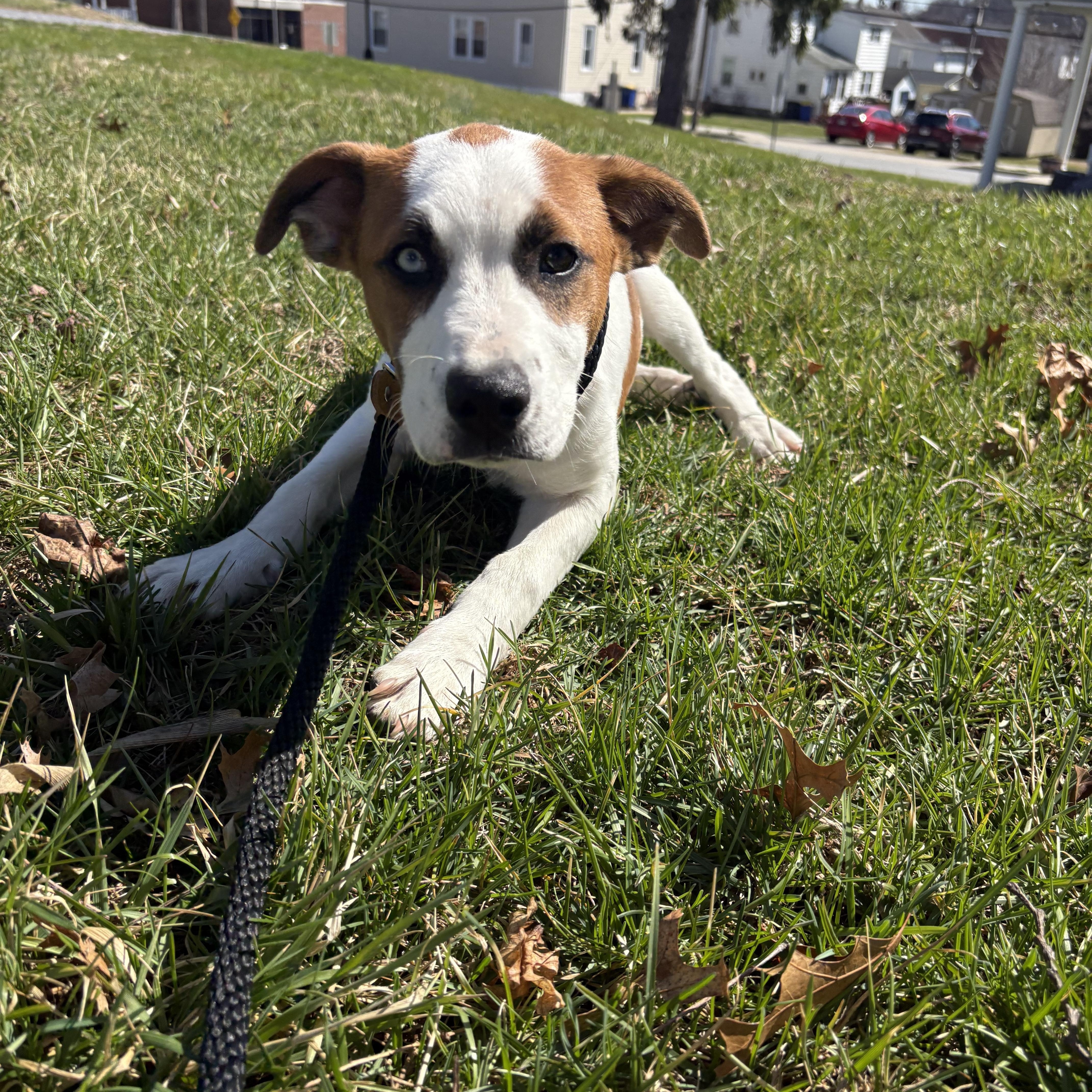 Enlarge Ranger, a ADOPTABLE mixed breed in HONEY BROOK, PA image 4/6