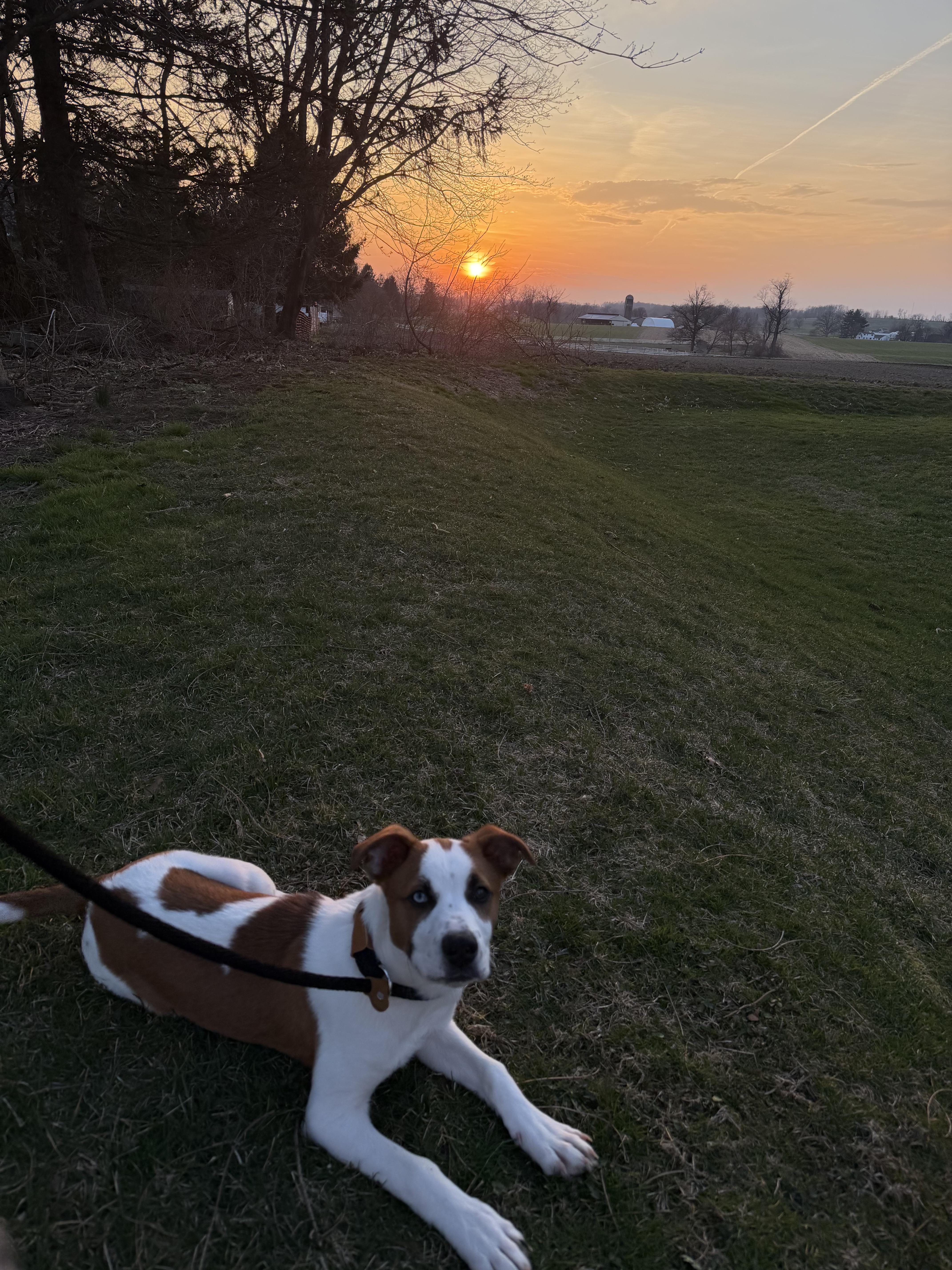 Enlarge Ranger, a ADOPTABLE mixed breed in HONEY BROOK, PA image 5/6