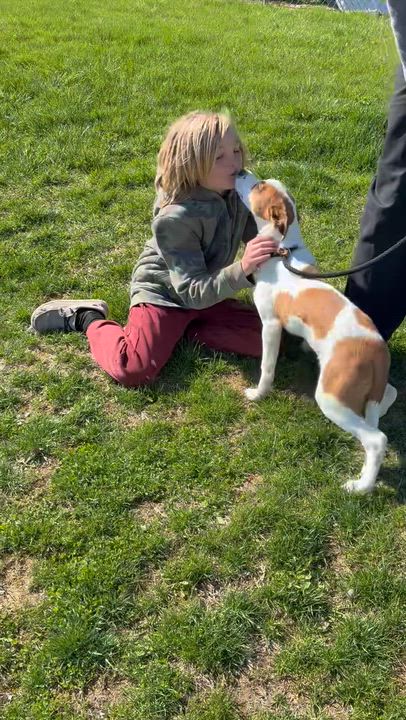 Enlarge Ranger, a ADOPTABLE mixed breed in HONEY BROOK, PA video 5/6