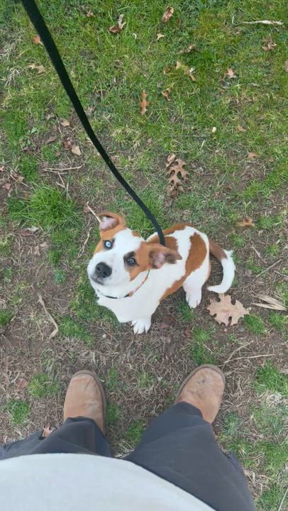 Enlarge Ranger, a ADOPTABLE mixed breed in HONEY BROOK, PA video 6/6