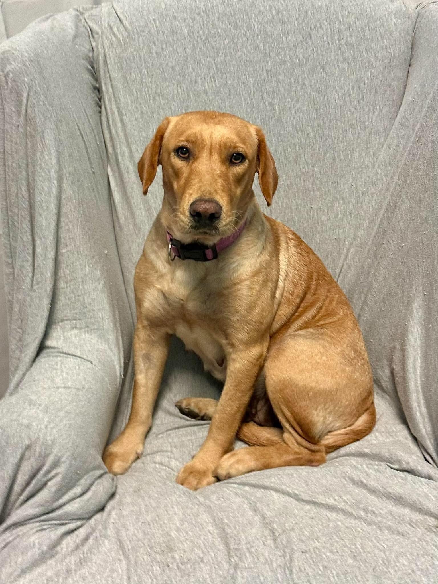 Enlarge Dorothy, a Adopted mixed breed in Walker, LA image 2/3