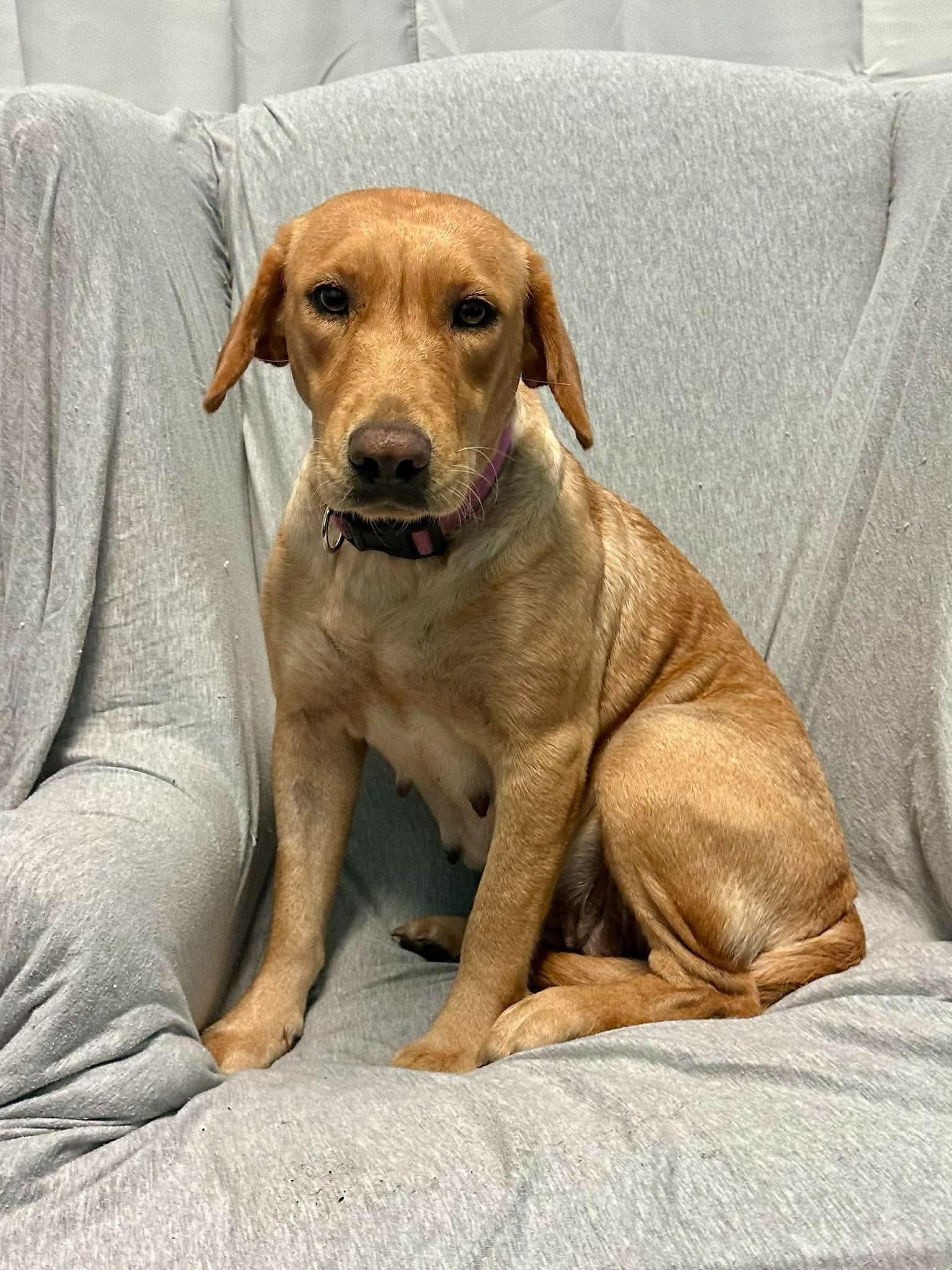 Enlarge Dorothy, a Adopted mixed breed in Walker, LA image 1/3