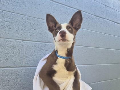 Tobiath, Adoptable, Puppy Male German Shepherd Dog & Mixed Breed.