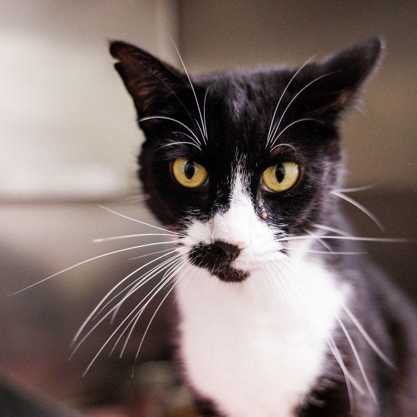 Enlarge Sylvester , an adoptable Domestic Short Hair in Valdosta, GA image 1/6