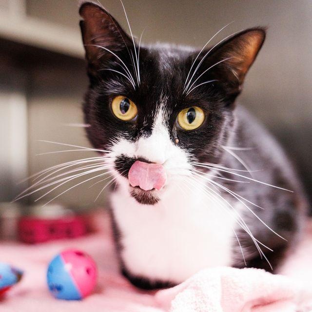 Enlarge Sylvester , an adoptable Domestic Short Hair in Valdosta, GA image 4/6