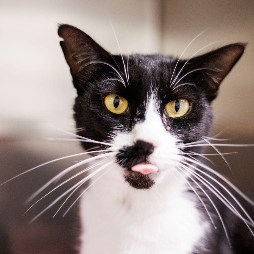 Enlarge Sylvester , an adoptable Domestic Short Hair in Valdosta, GA image 6/6